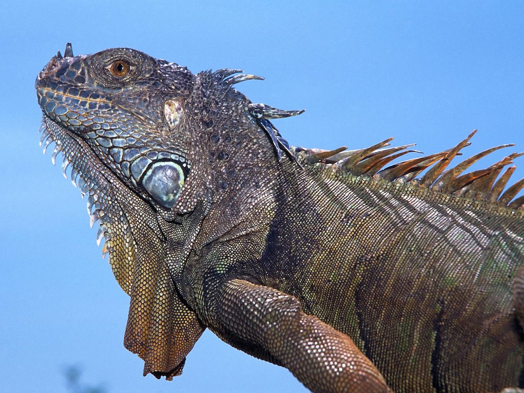 Adult Green Iguana